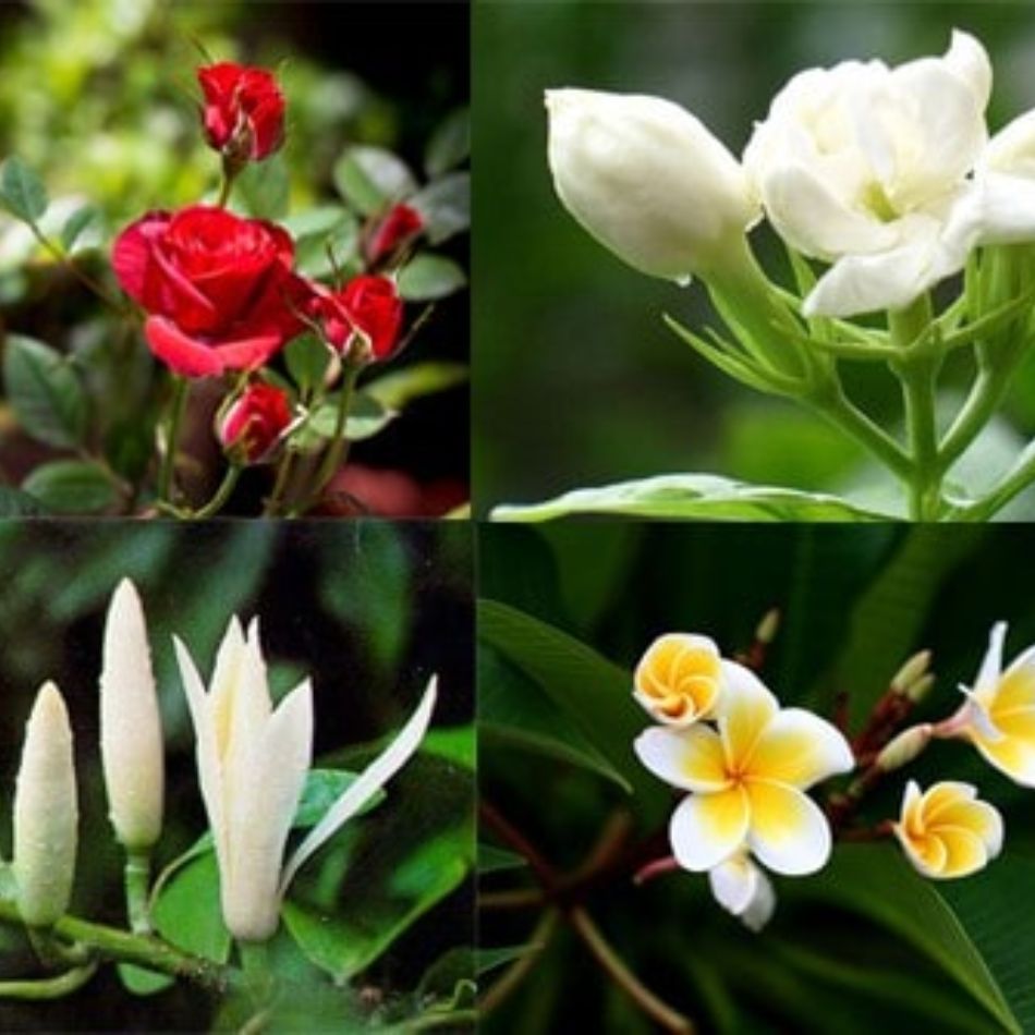 những mùi hương nhẹ nhàng khi lựa chọn nước hoa vùng kín